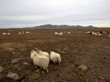 Iceland-Iceland Shorts-Sheep Round-Up on Horseback